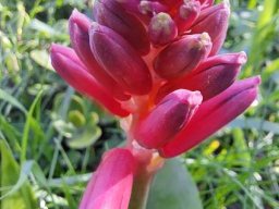 Lachenalia bulbifera having the blues